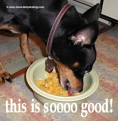 Min Pin eating Chicken Chow Dog Food